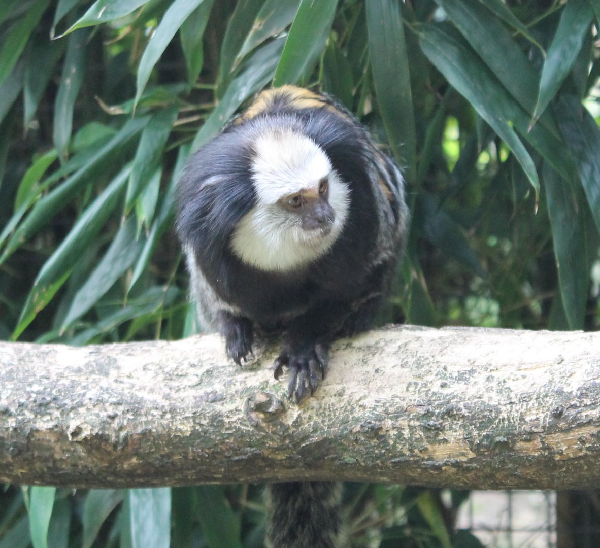 White-fronted marmoset
