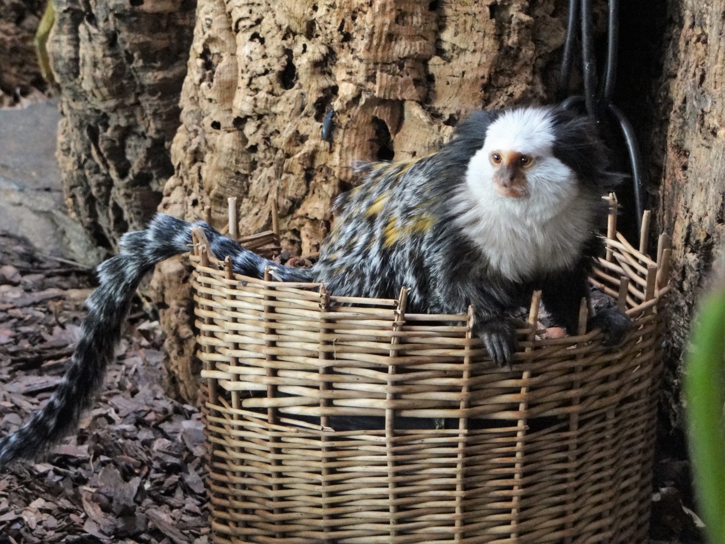 White-fronted Marmoset