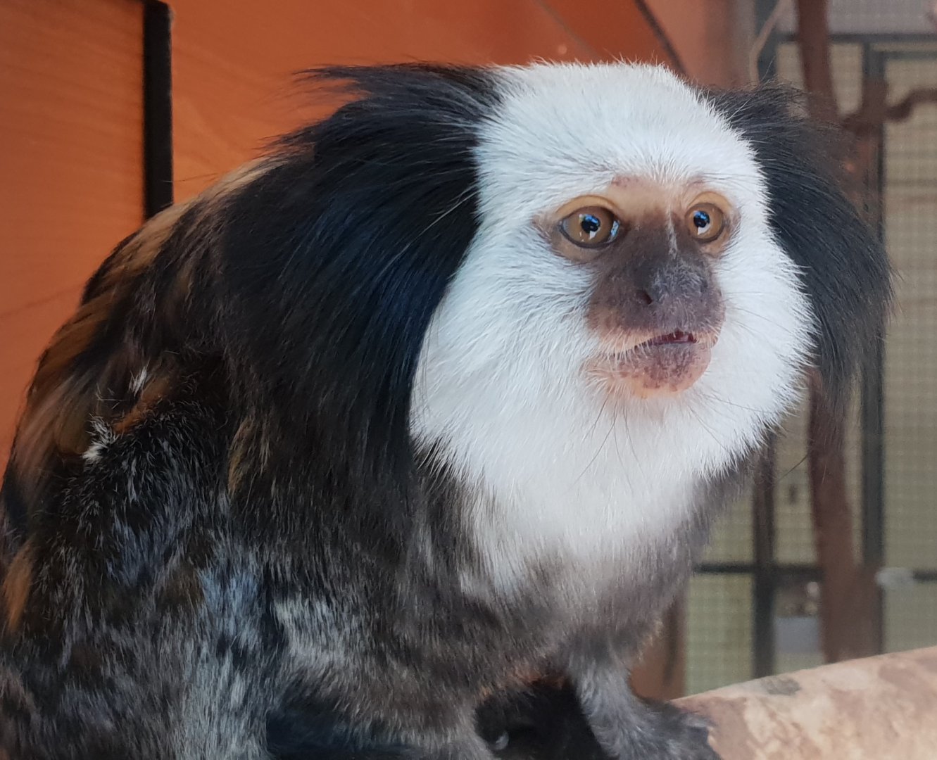 White-fronted marmoset