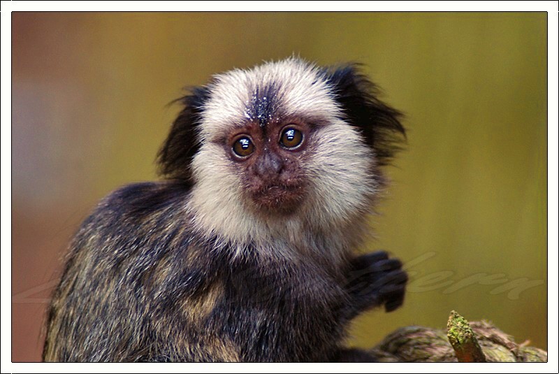 White-fronted Marmoset