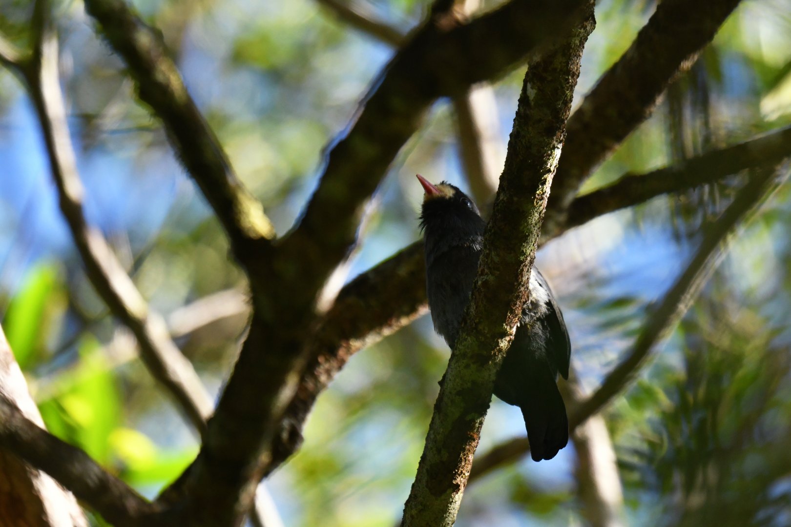 White-fronted Nunbird Monasa morphoeus