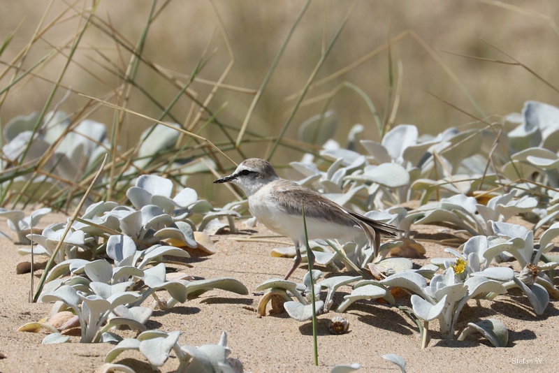 White-fronted Plover (Charadrius marginatus arenaceus)