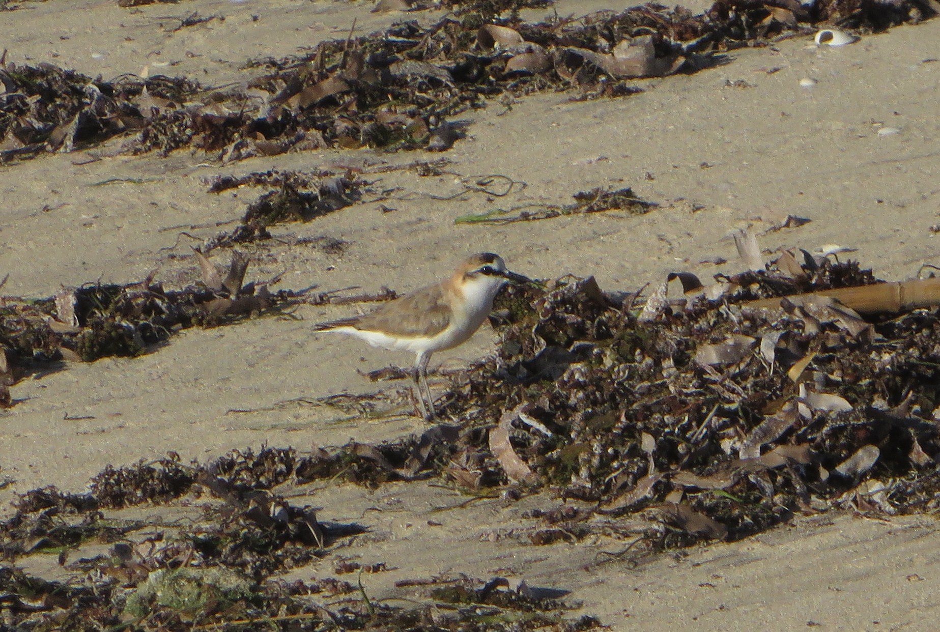 White-fronted plover