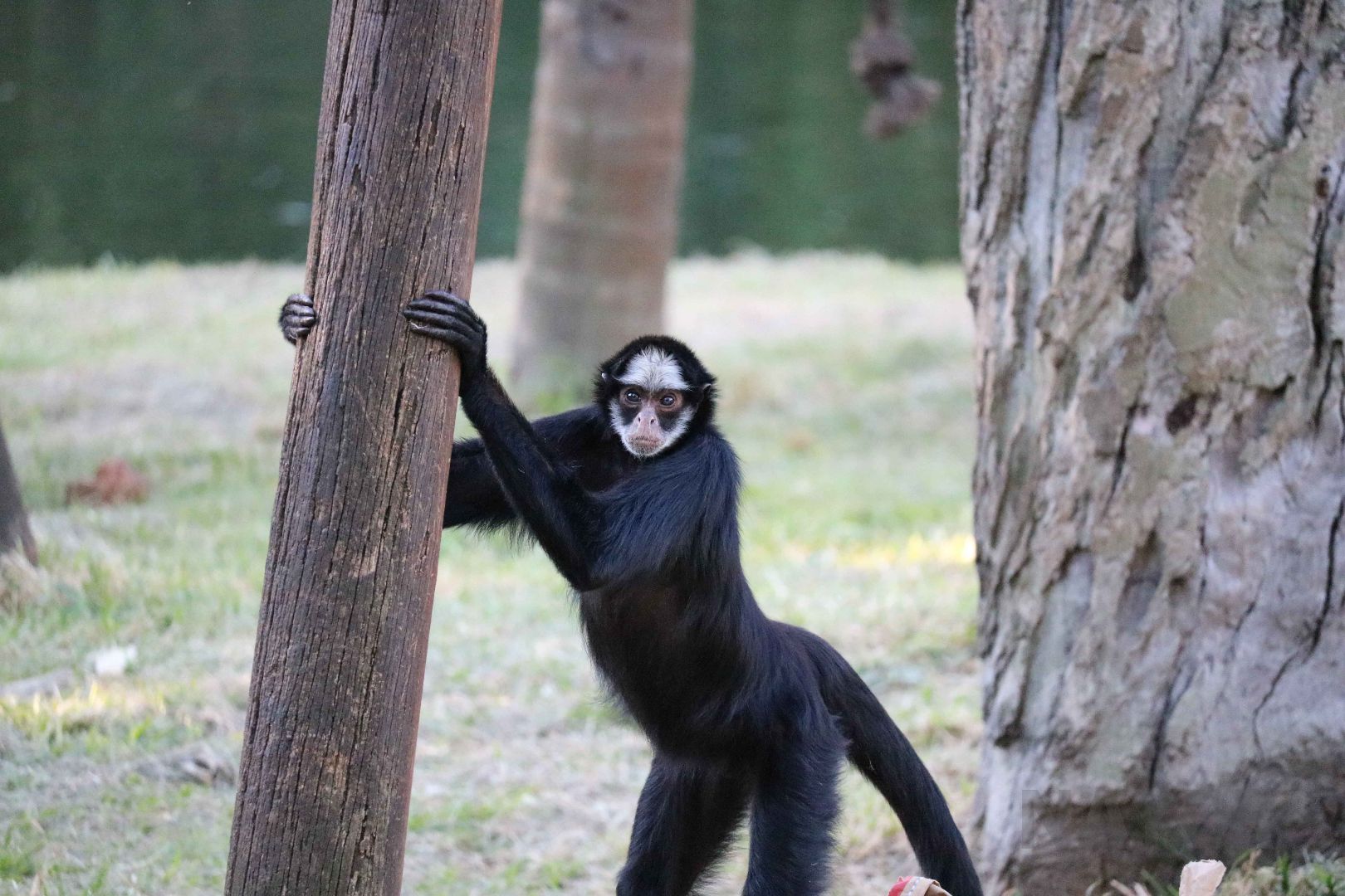 White-fronted spider monkey, April 2016