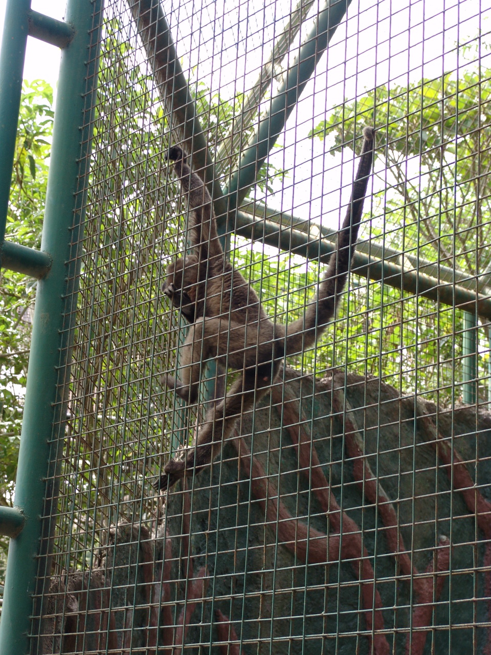 White-fronted Spider Monkey (Ateles belzebuth)