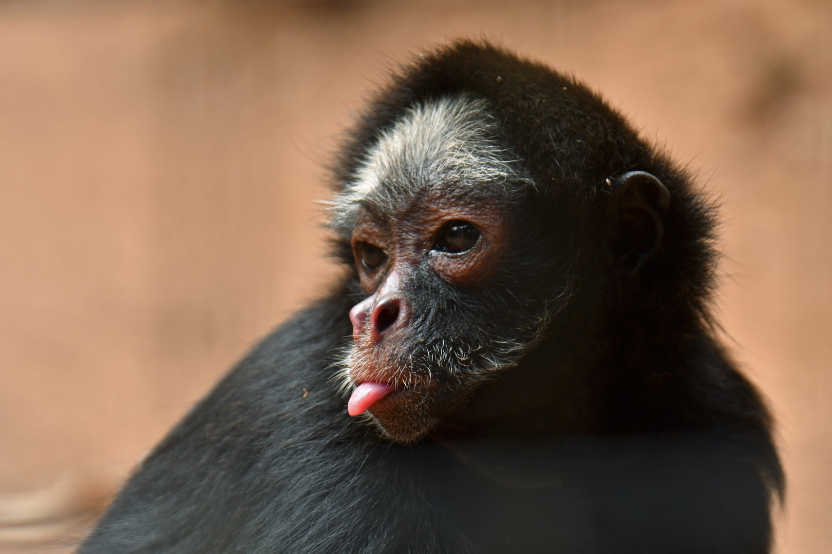 White-fronted spider monkey (Ateles marginatus)