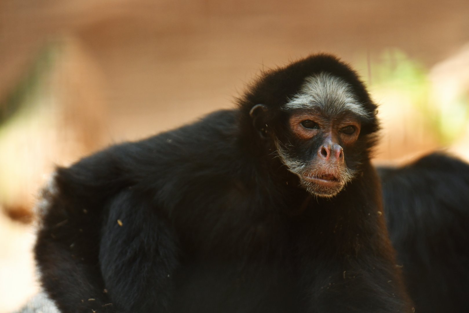 White-fronted spider monkey (Ateles marginatus)