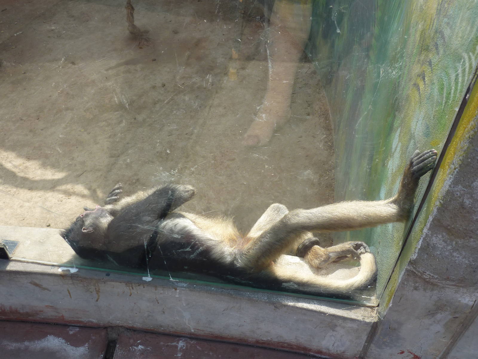 White-fronted Spider Monkey