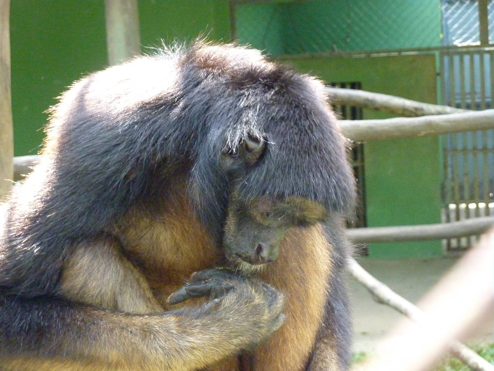 White-fronted spider monkey