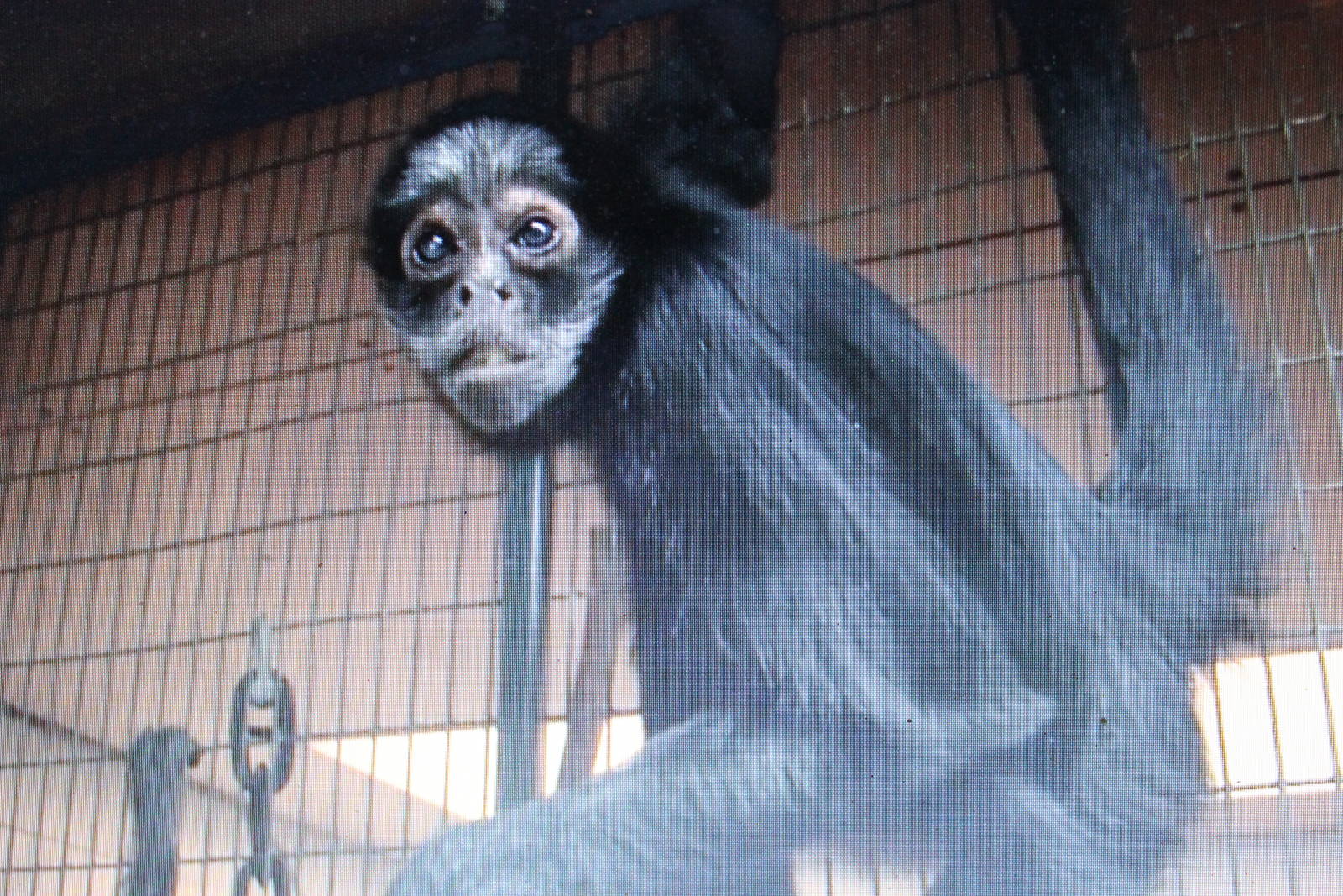 White-fronted spider monkey