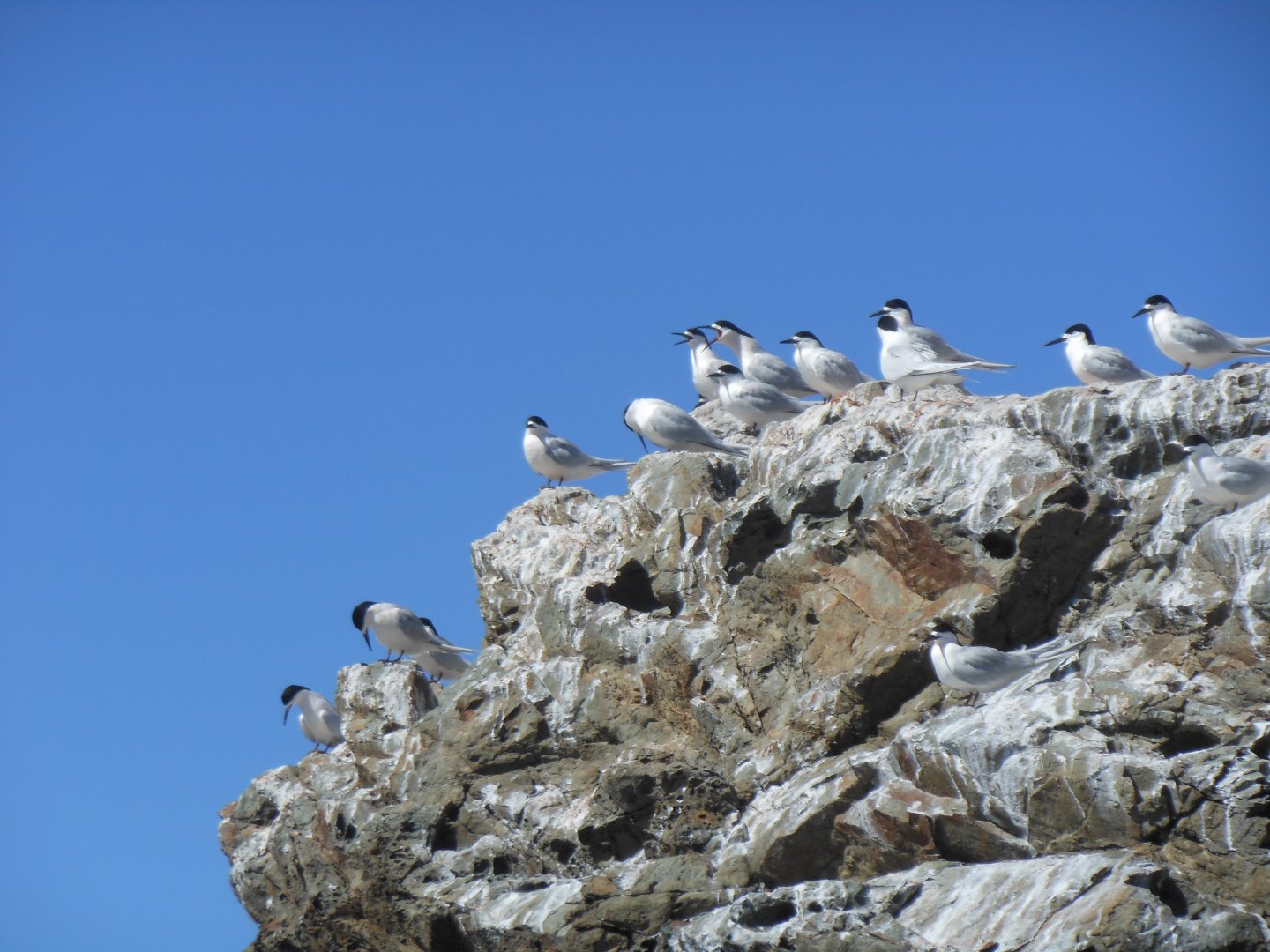 White-fronted Tern (Sterna striata)