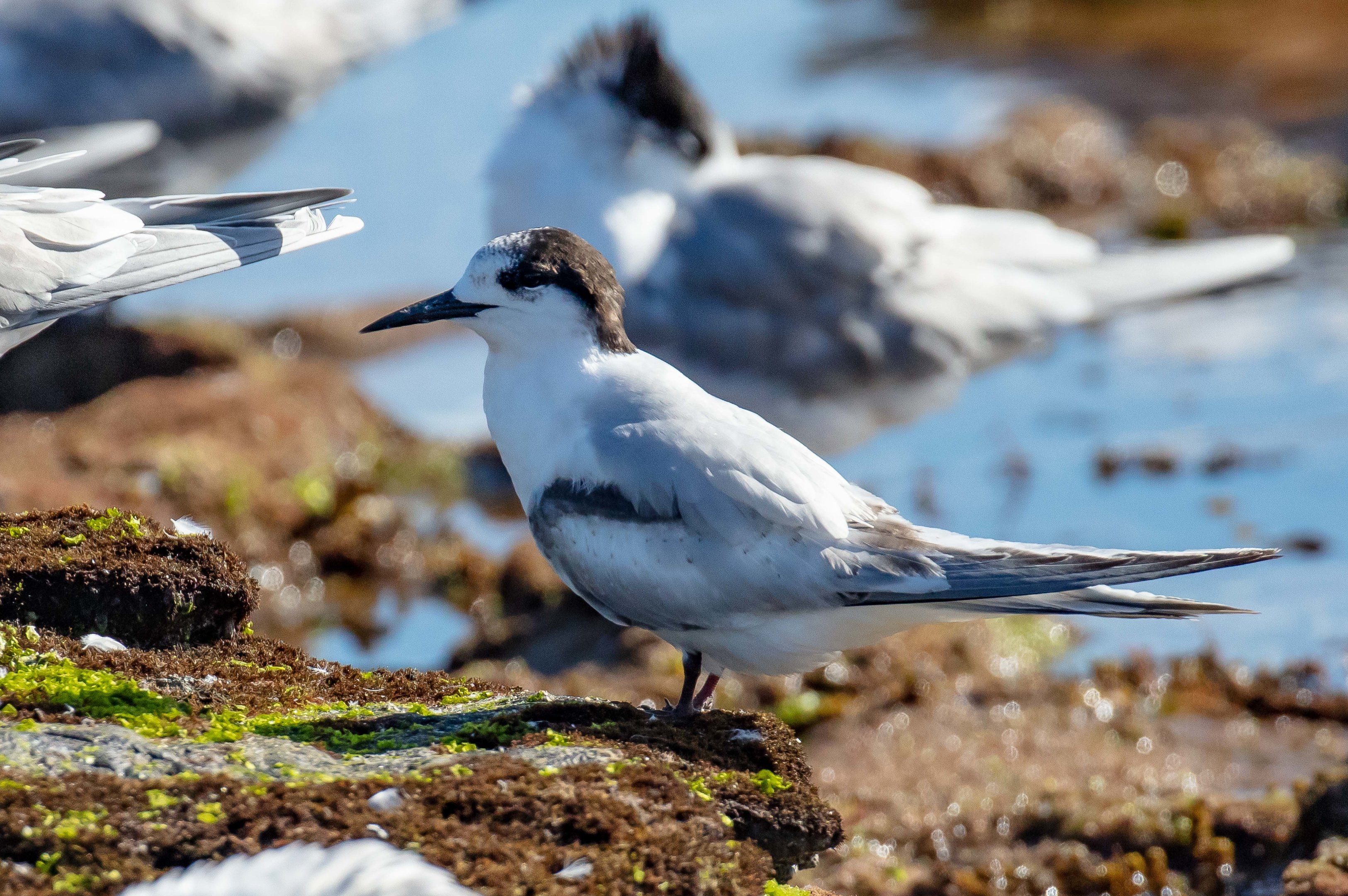 White-fronted Tern