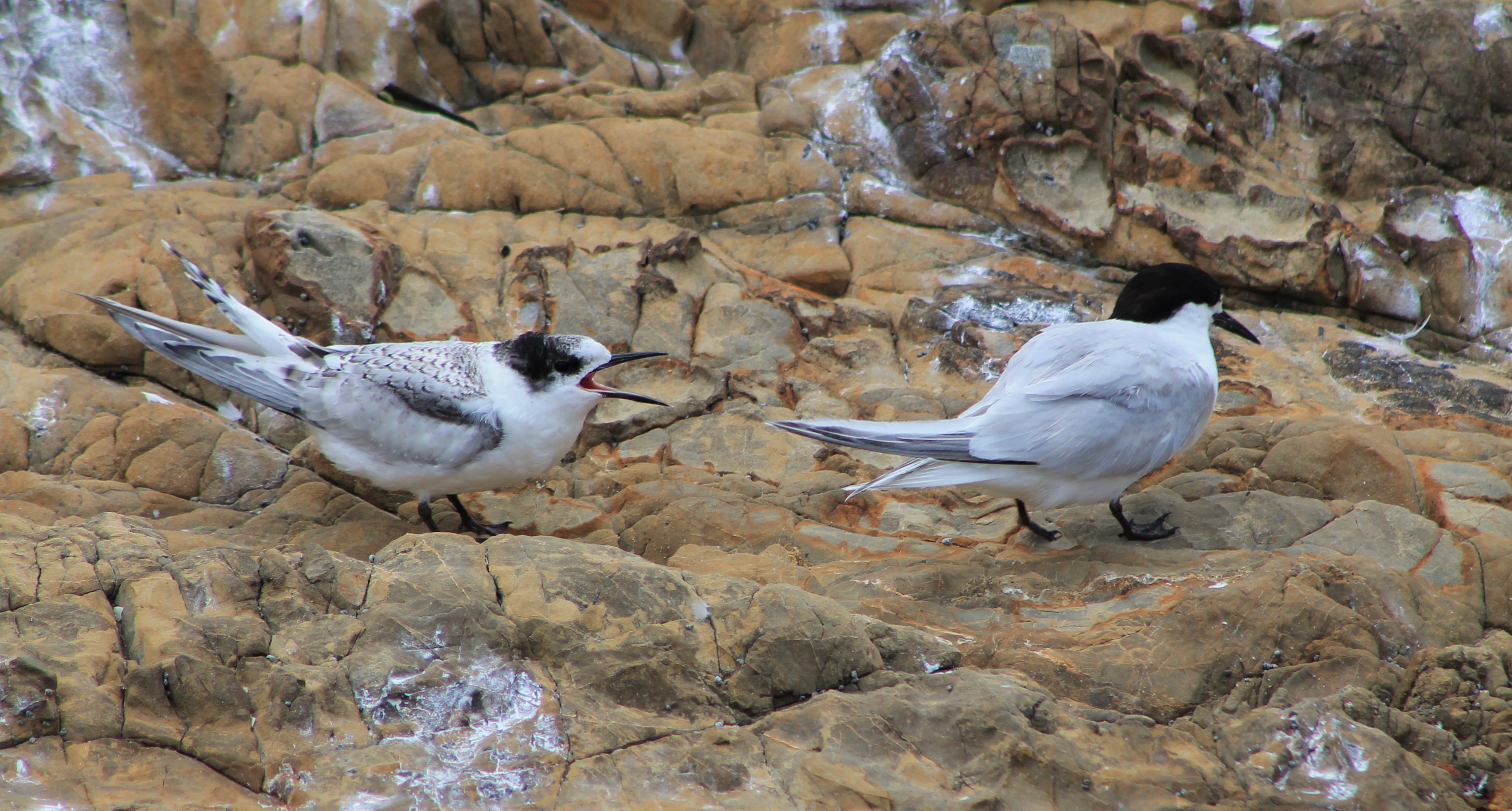 White-fronted Terns (Sterna striata), juvenile and adult