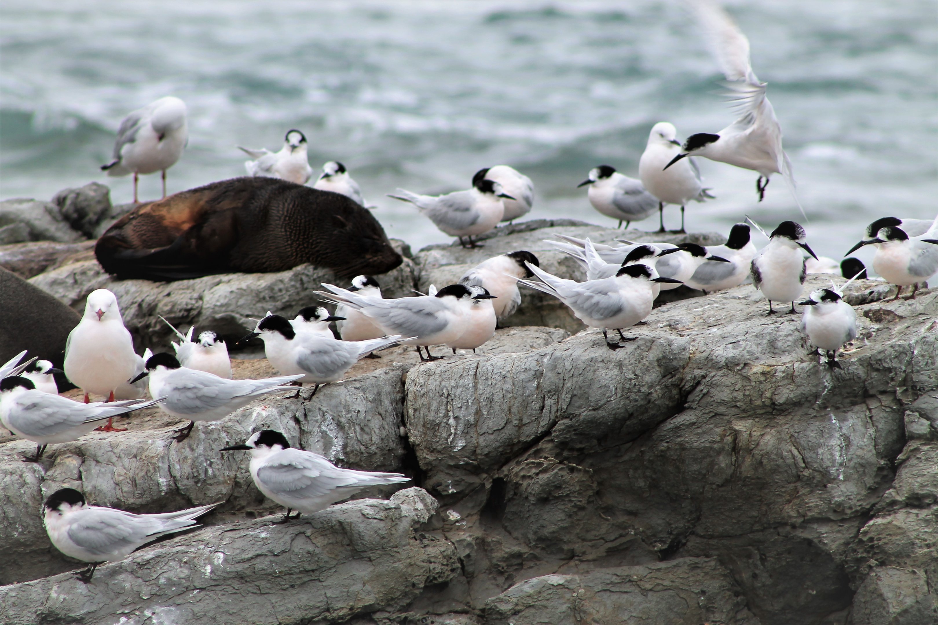 White-fronted Terns (Sterna striata)