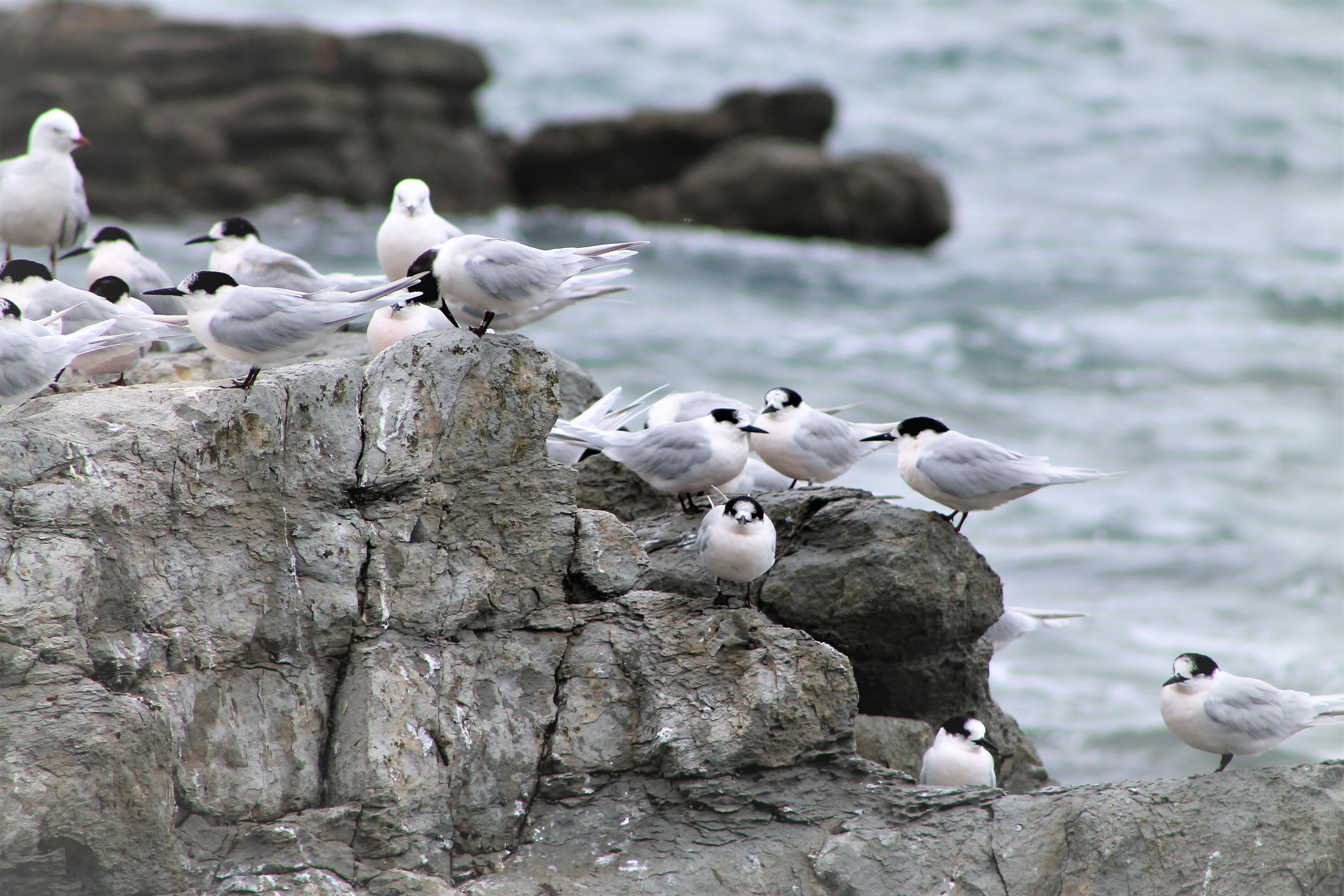 White-fronted Terns (Sterna striata)