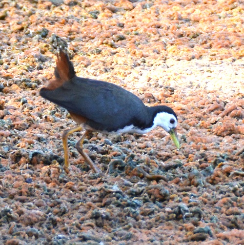 White - fronted water hen