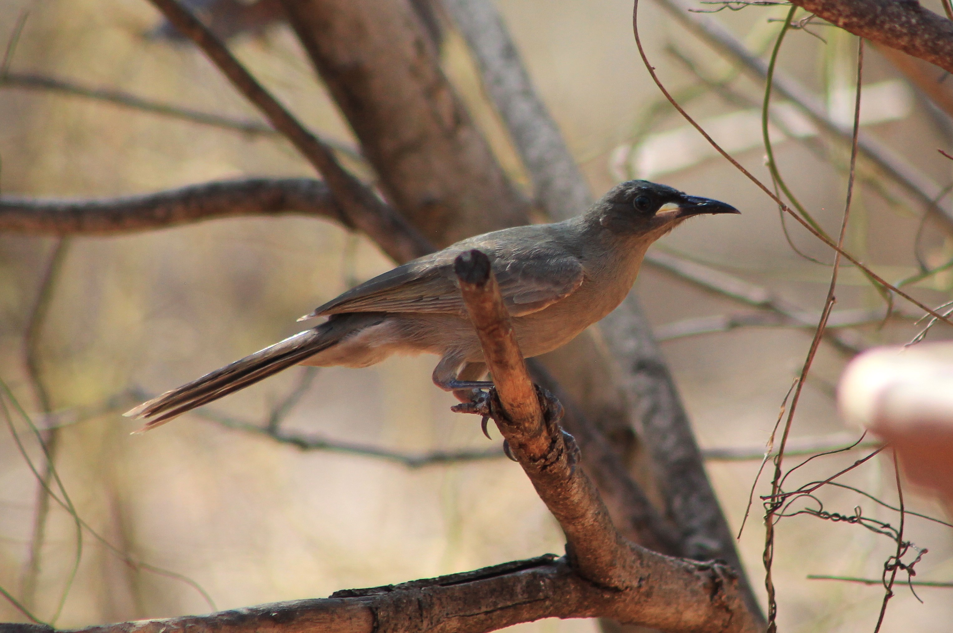 White-gaped Honeyeater (Stomiopera unicolor)