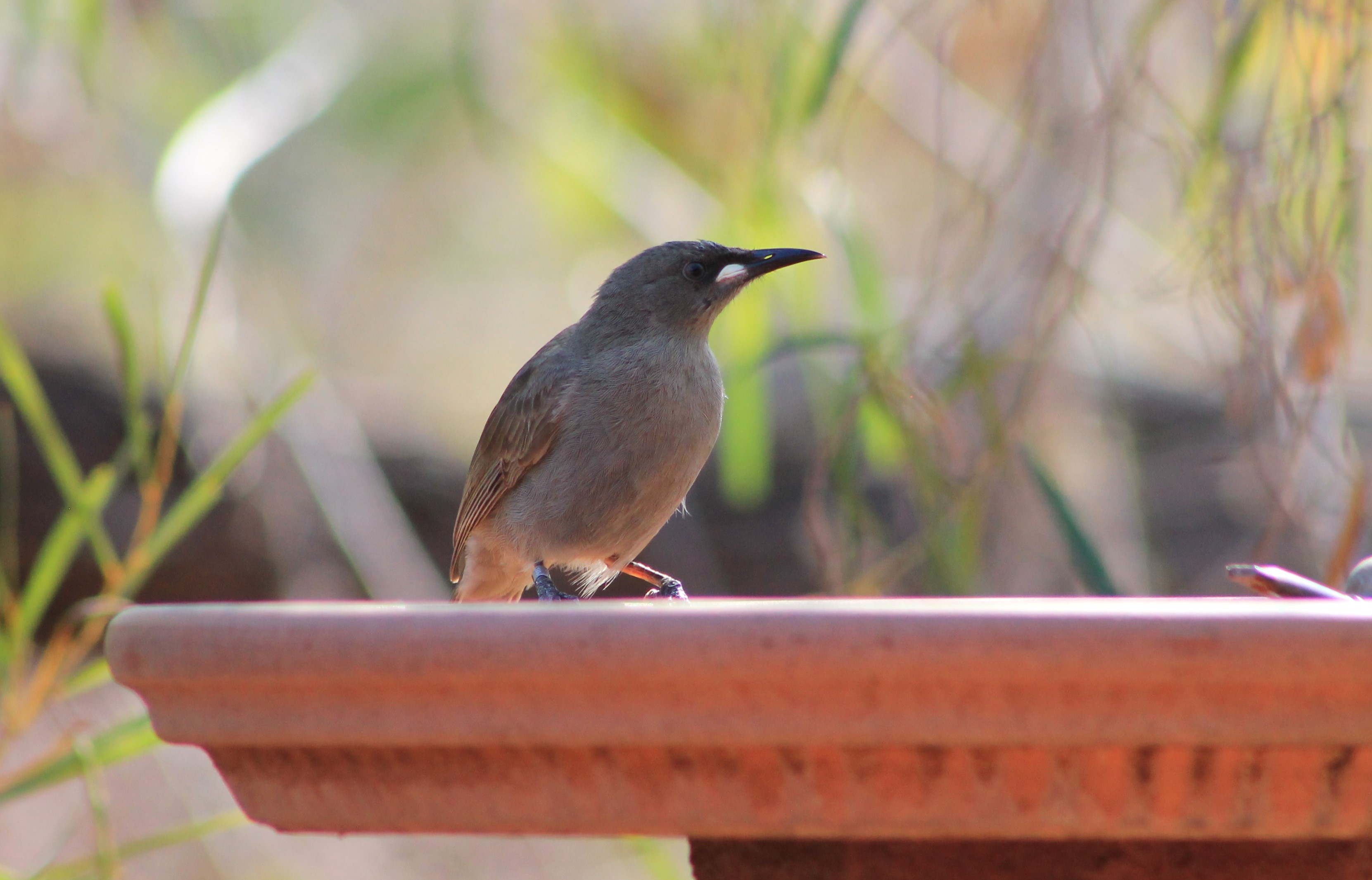 White-gaped Honeyeater (Stomiopera unicolor)
