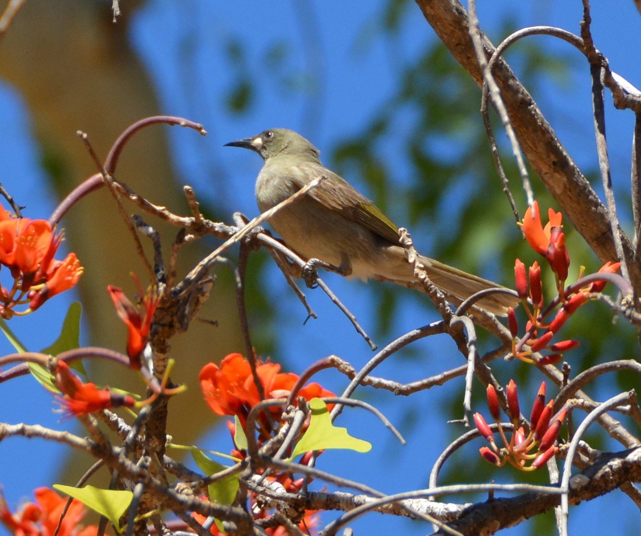 White-gaped honeyeater