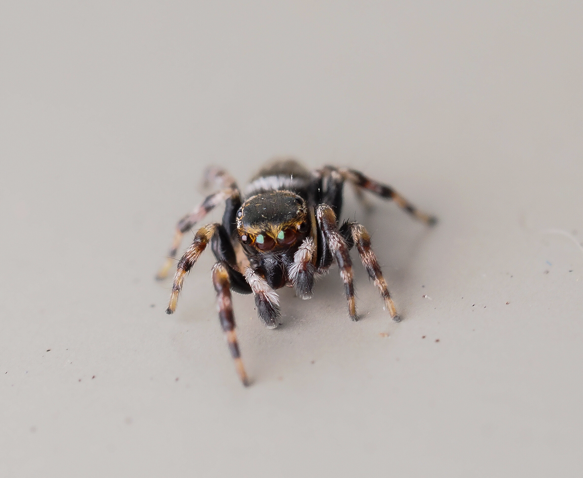 White Garland House Hopper Maratus scutulatus