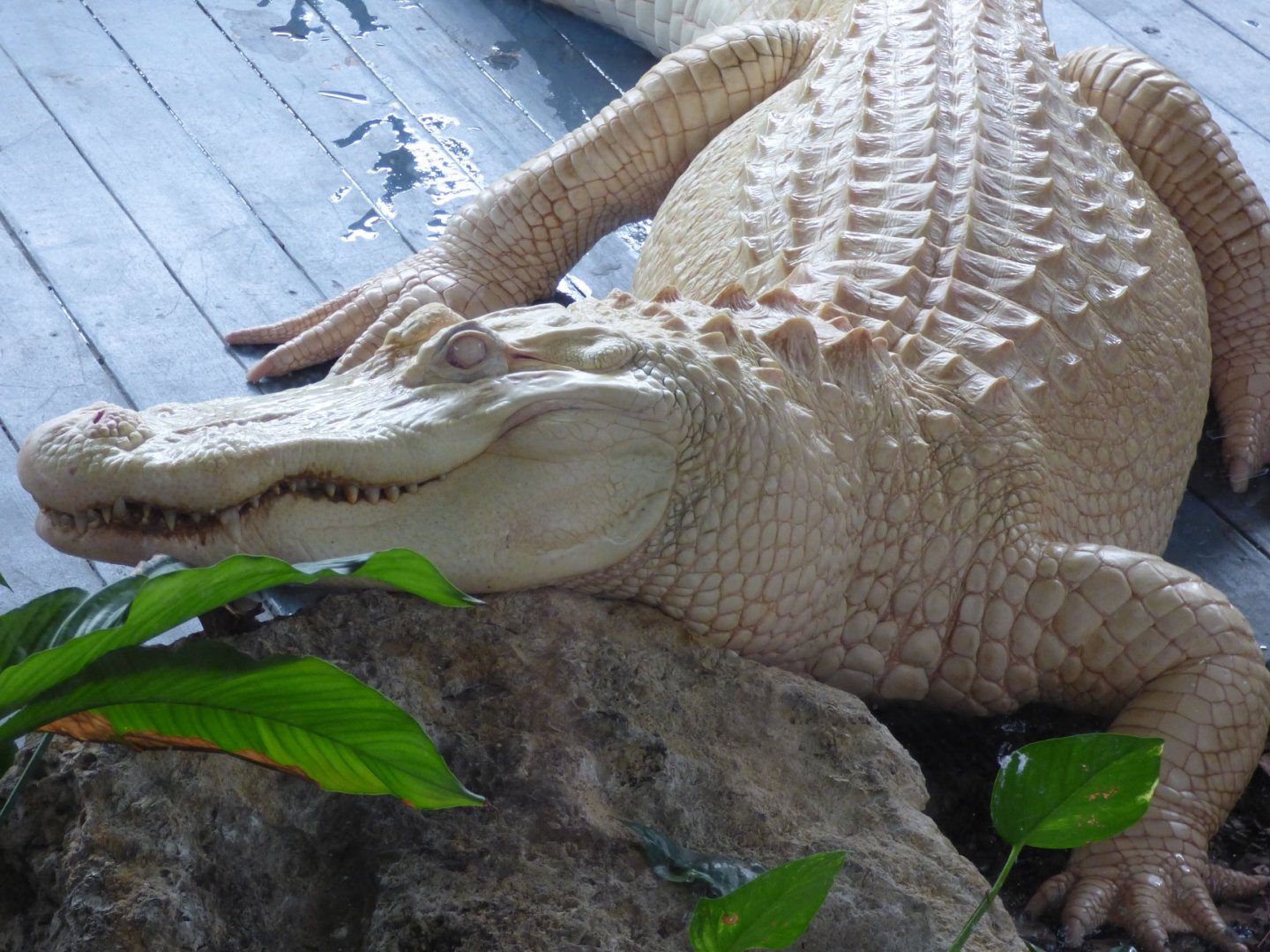 White Gator