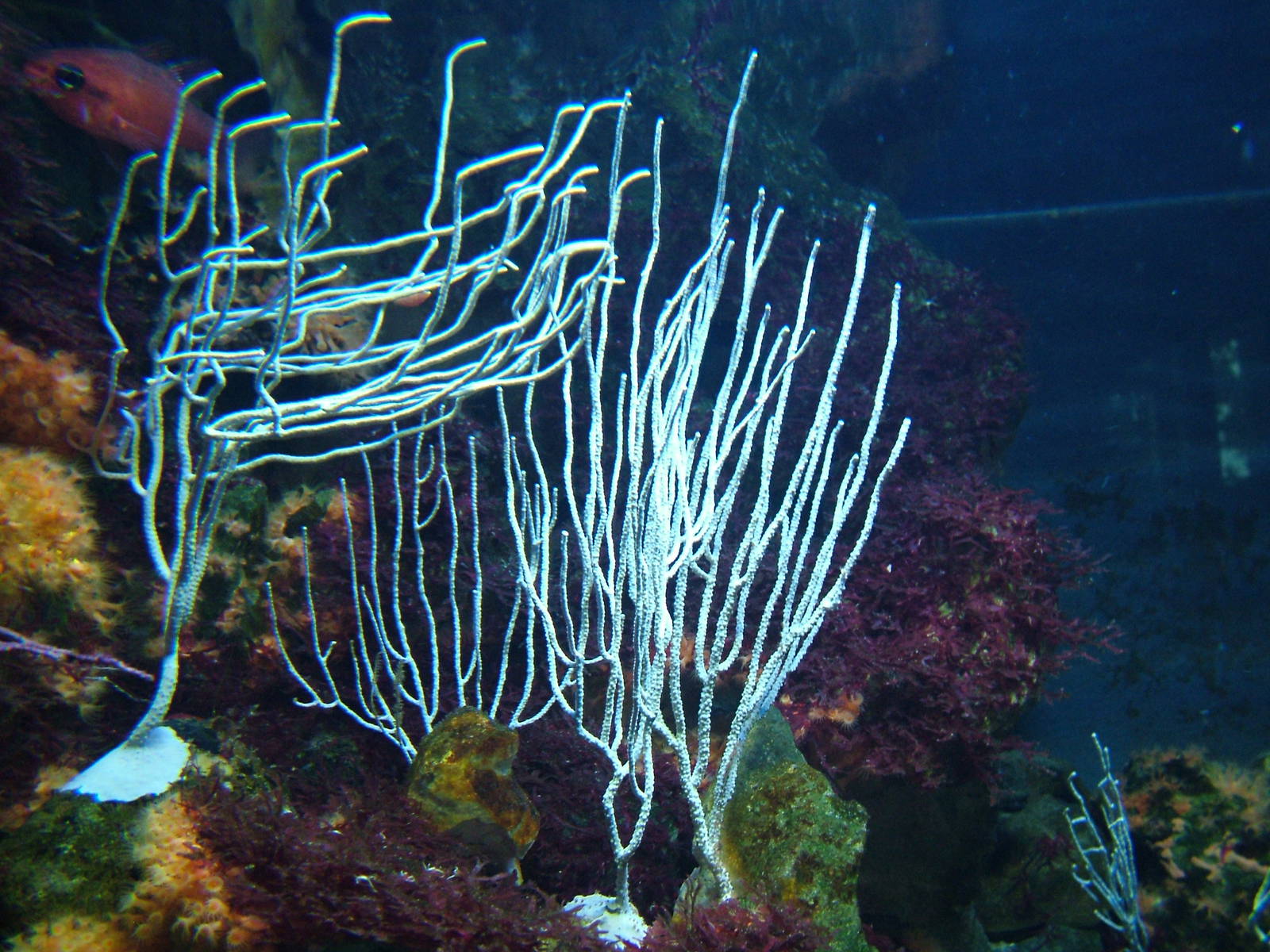 White Gorgonian at Berlin Zoo Aquarium, 31/08/11