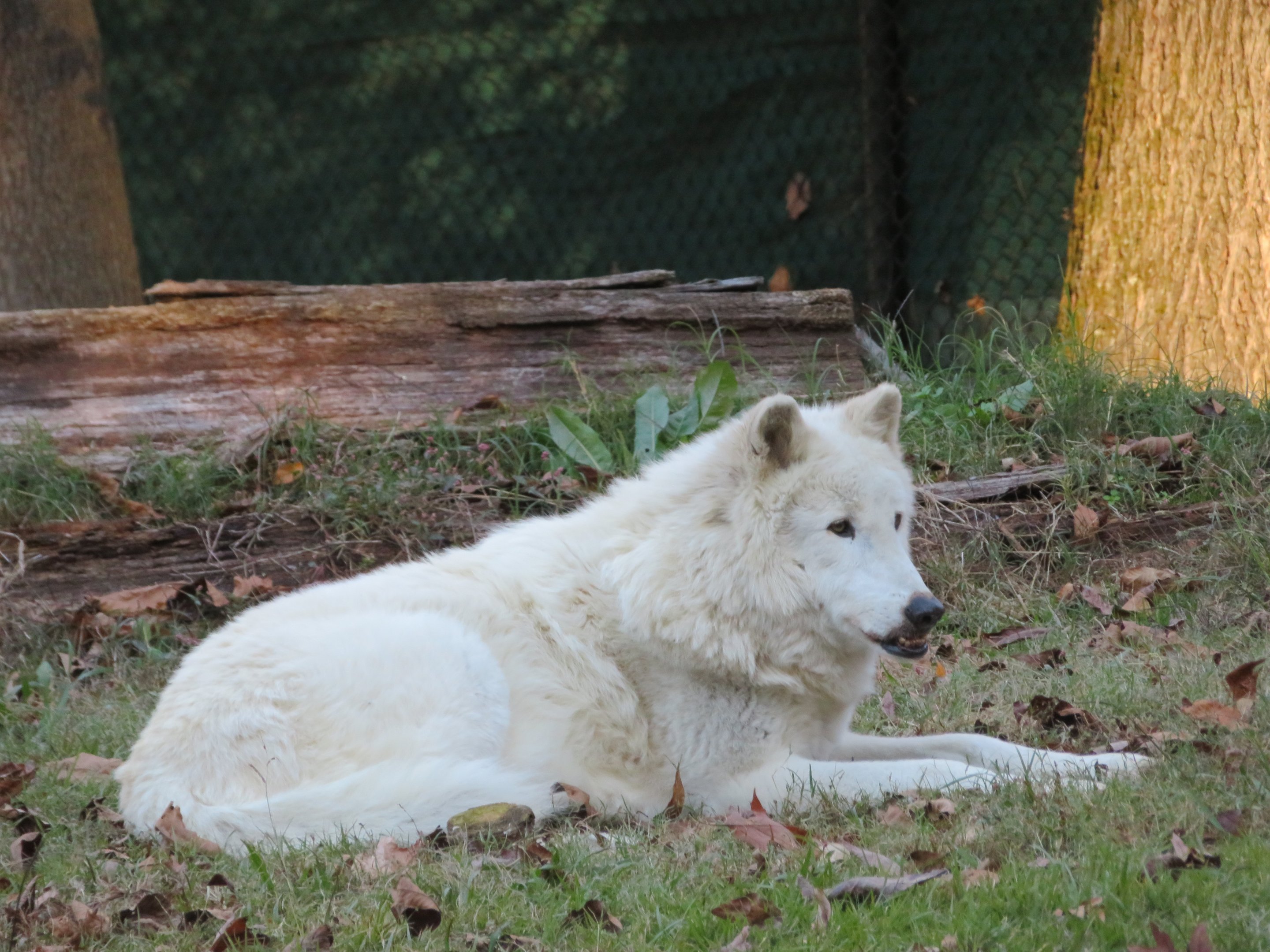 White Gray Wolf with Underbite