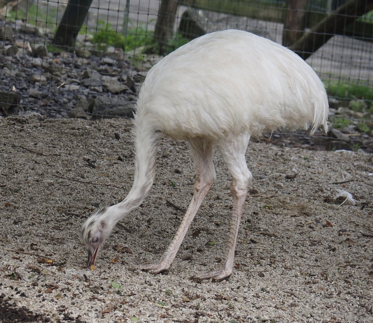 White Greater rhea (Rhea americana), 2024-09-17