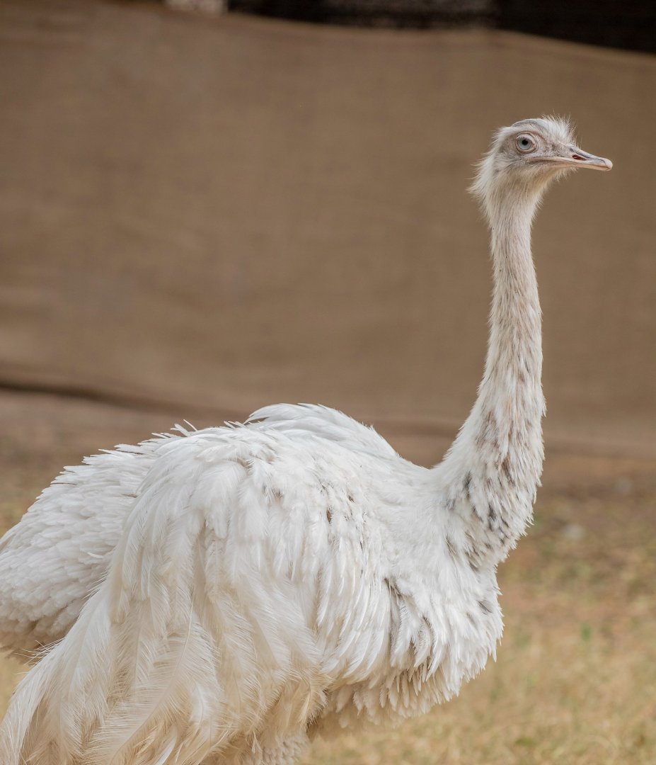 White Greater rhea (Rhea americana)