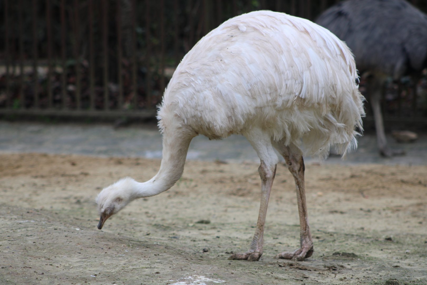 White Greater Rhea (Rhea americana)