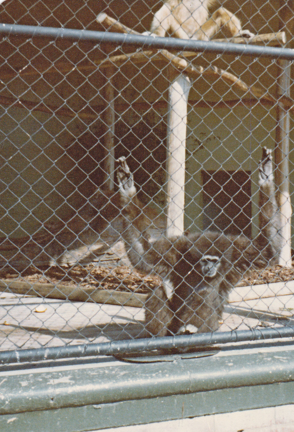 White-handed Gibbon - 1978