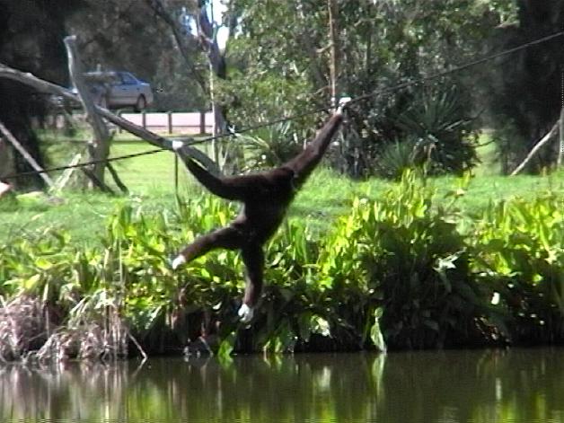 White-handed Gibbon (2004)