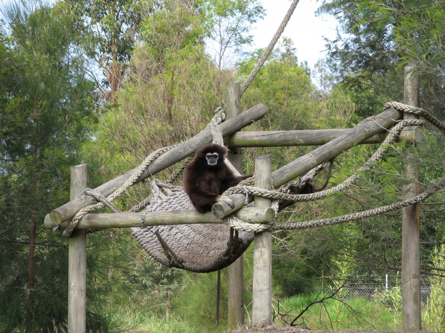 White-handed Gibbon (2007)