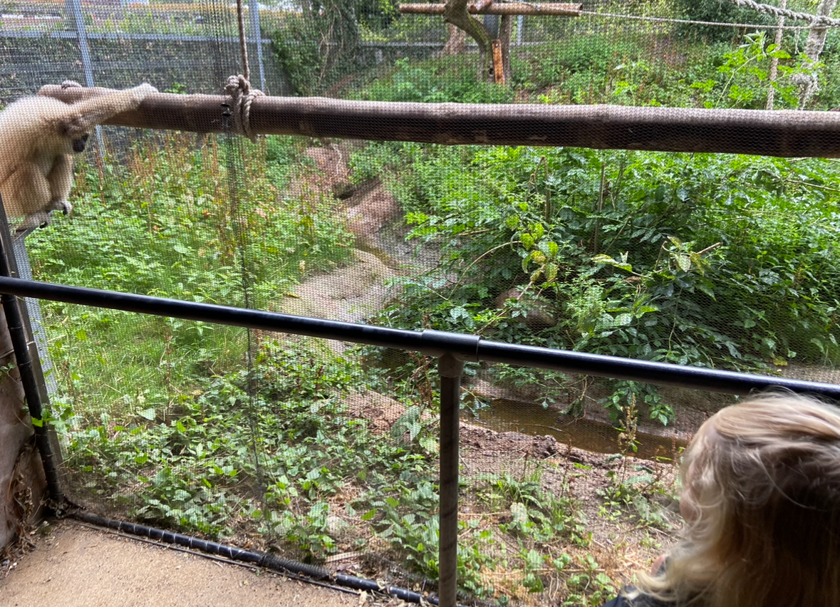 White handed gibbon 2023