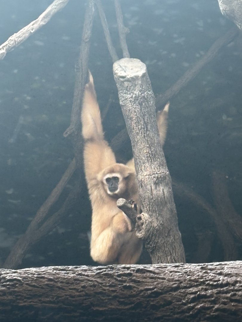 White Handed Gibbon (aka Lar Gibbon)