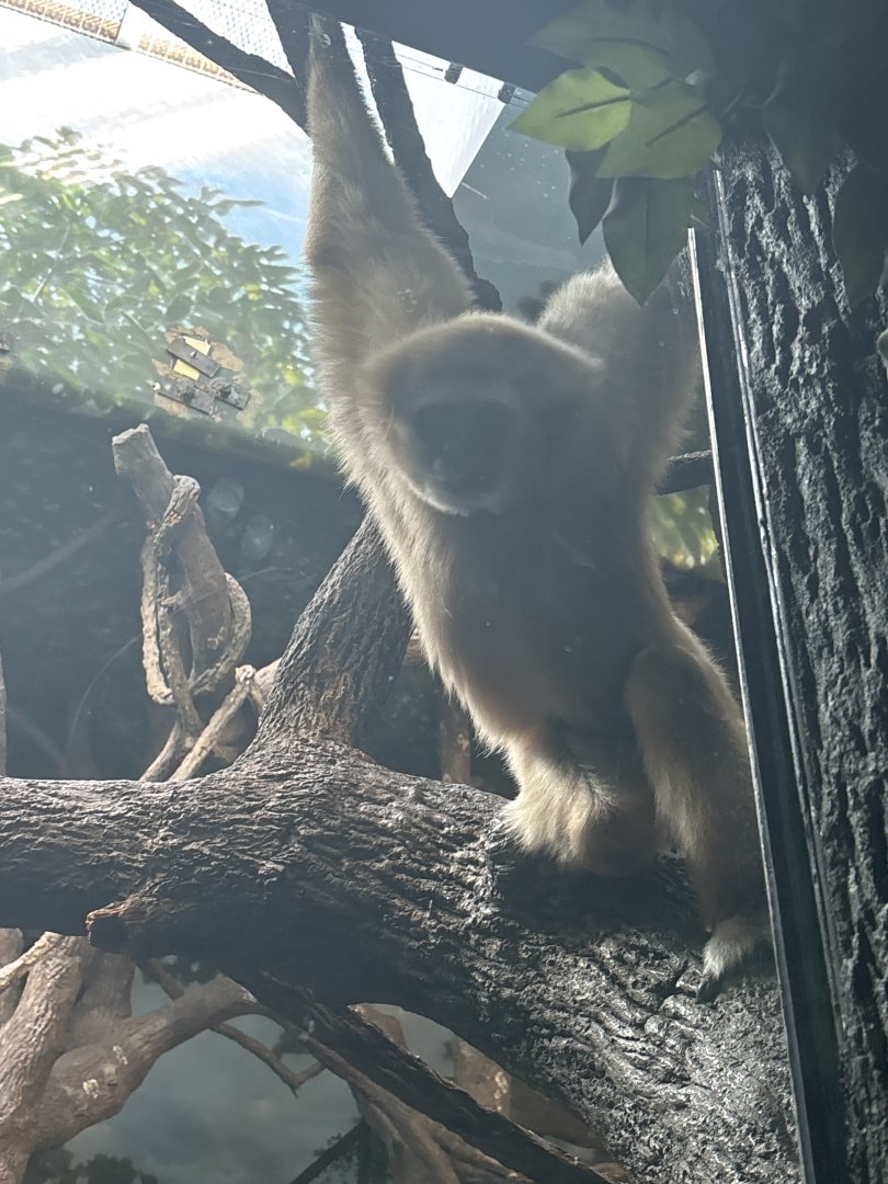 White Handed Gibbon (aka Lar Gibbon)