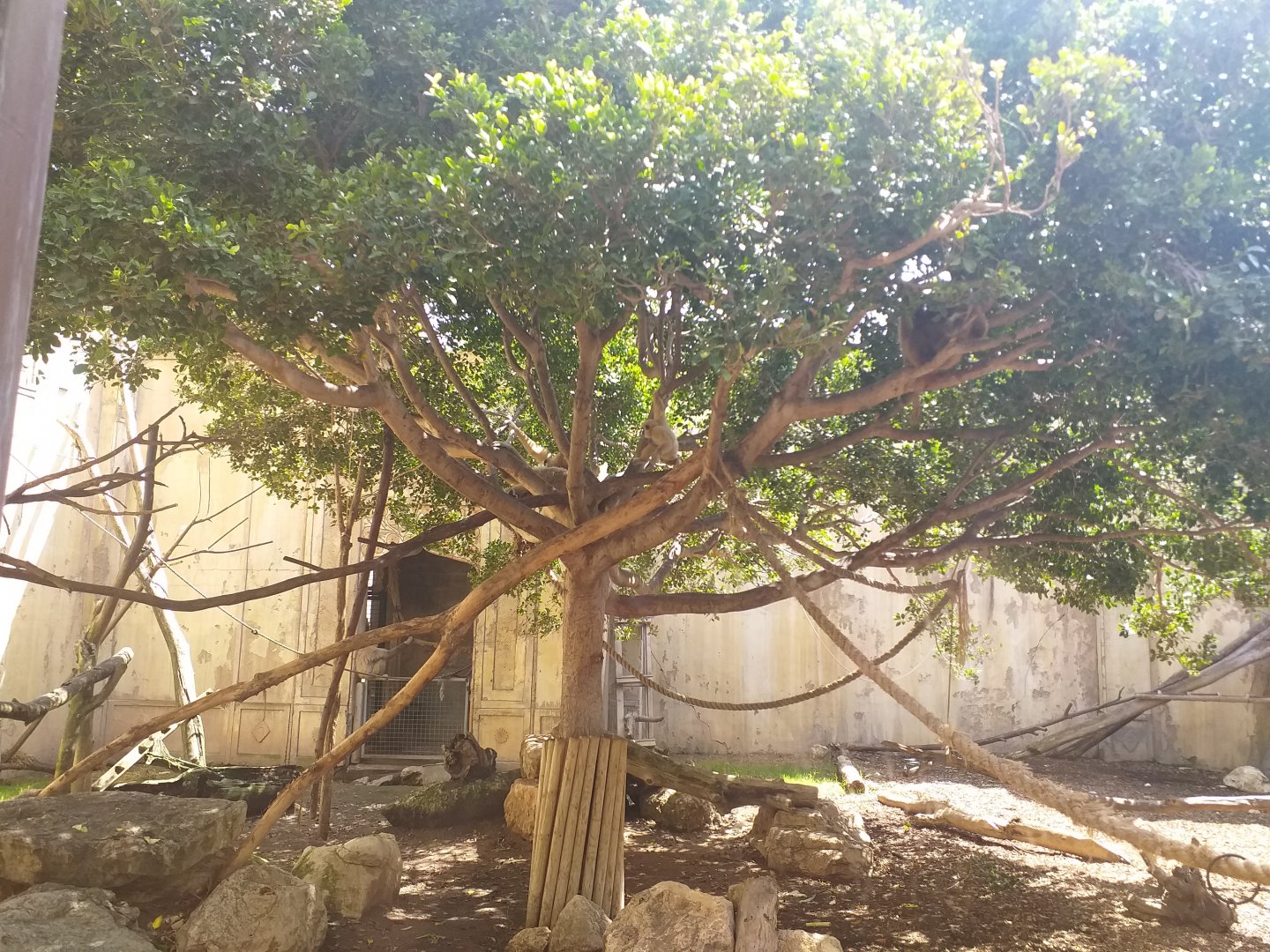 White-handed gibbon and Indian crested porcupine exhibit -TerraNatura Benidorm (2021)