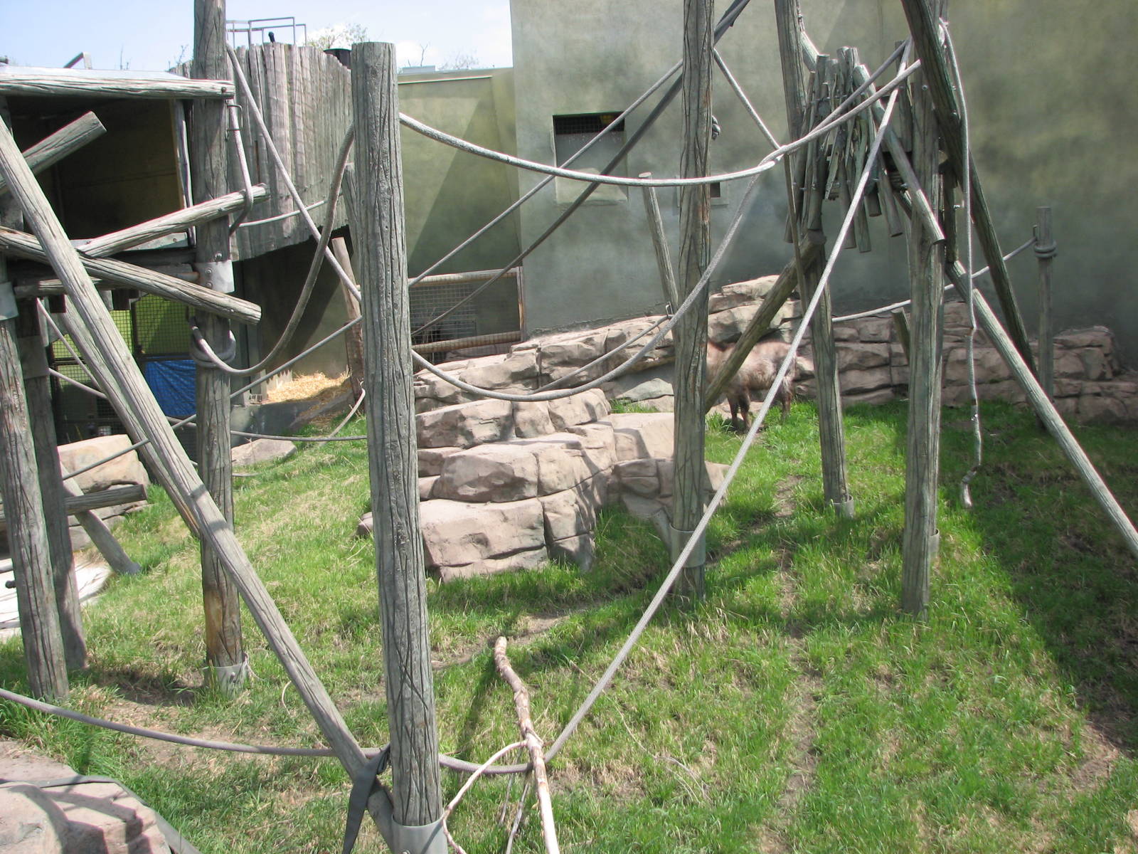 White-handed Gibbon and Japanese Serow