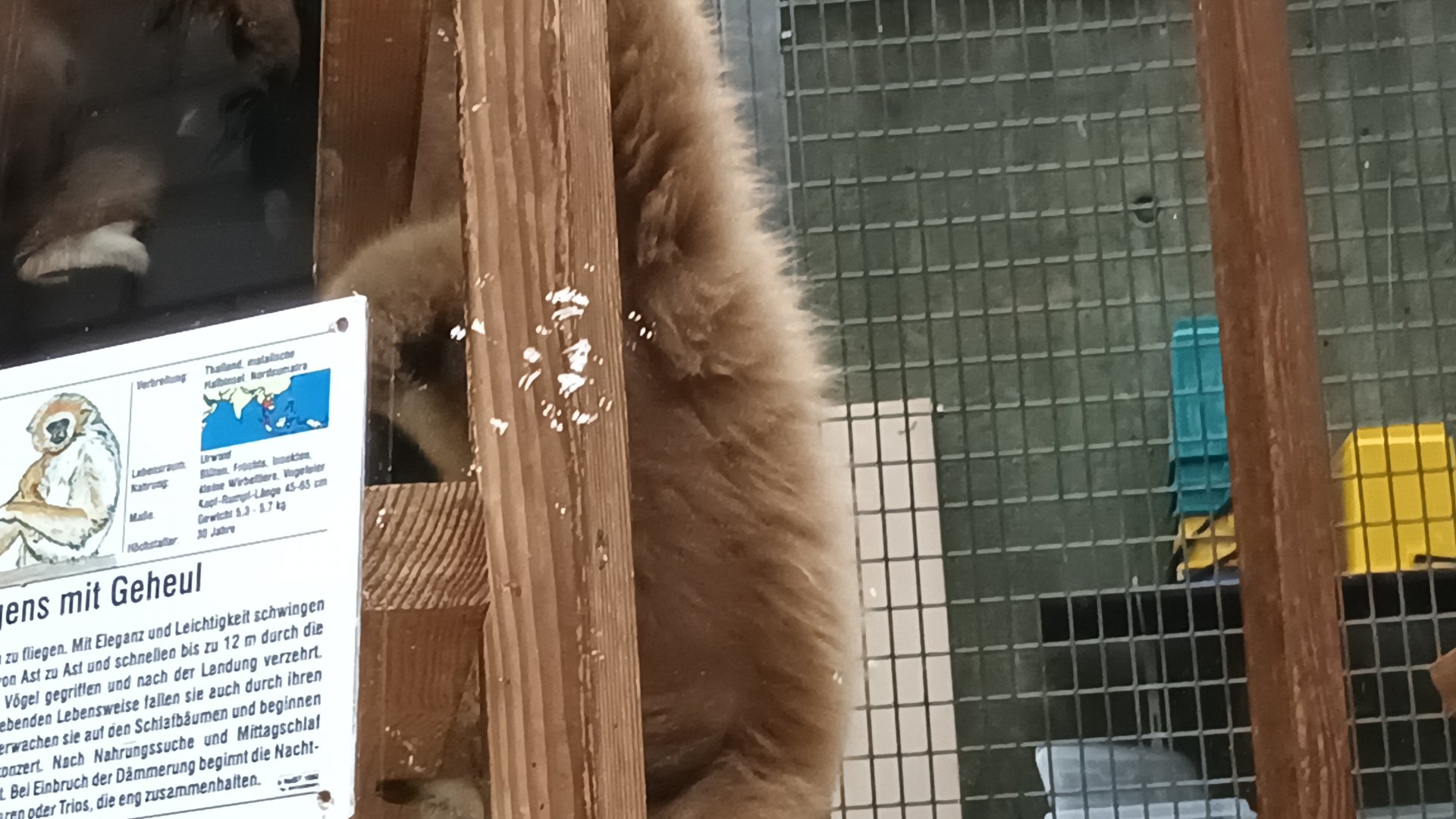 White handed Gibbon and Signage