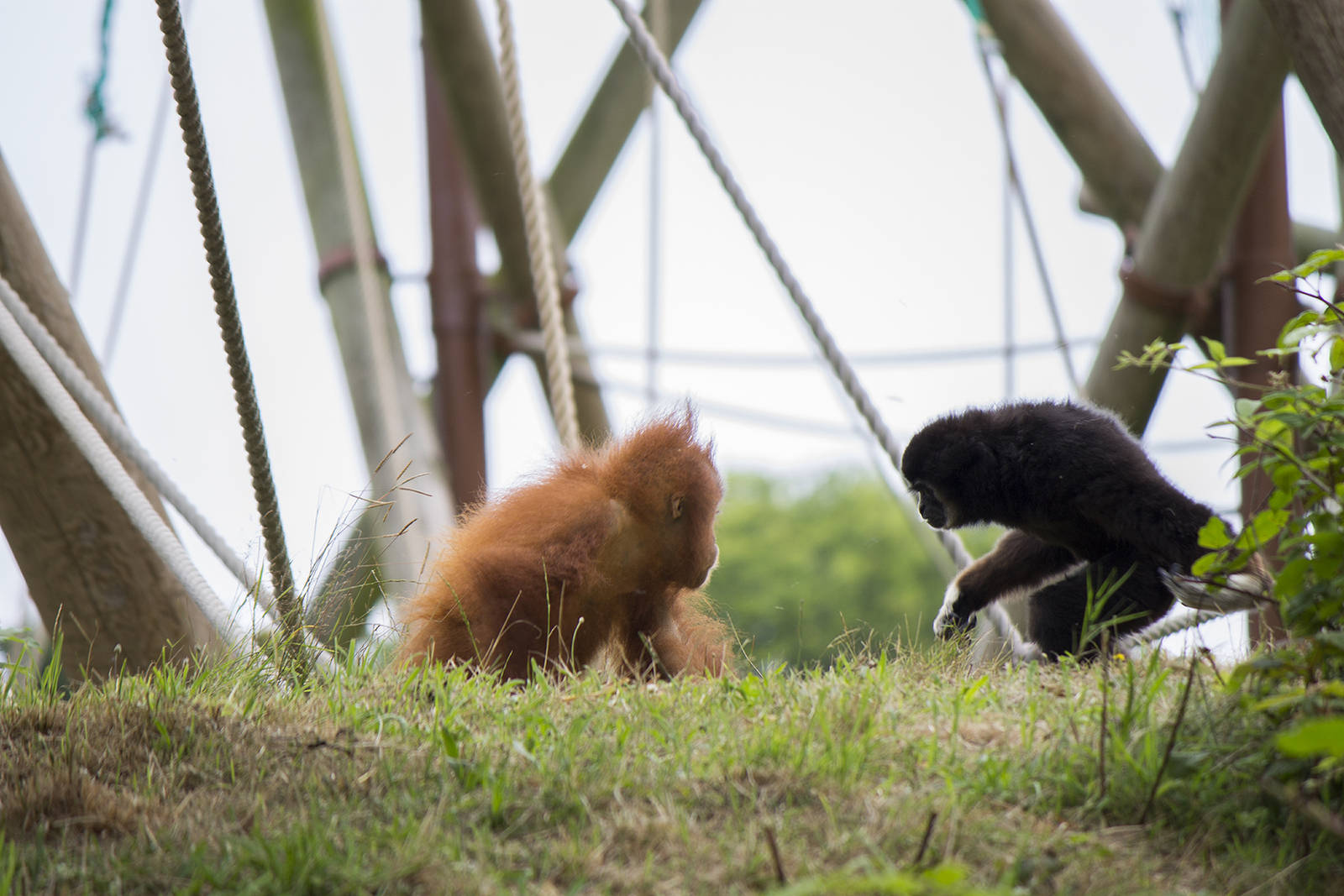 White-handed gibbon and Sumatran orangutan