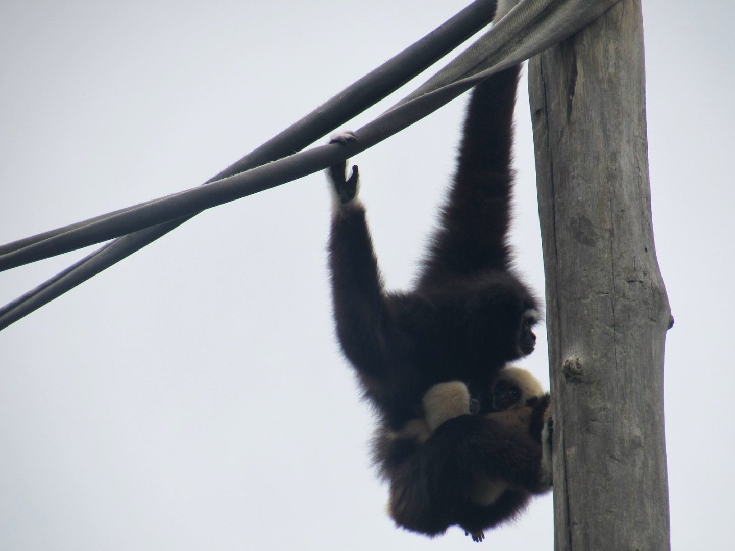 White-handed gibbon and twins