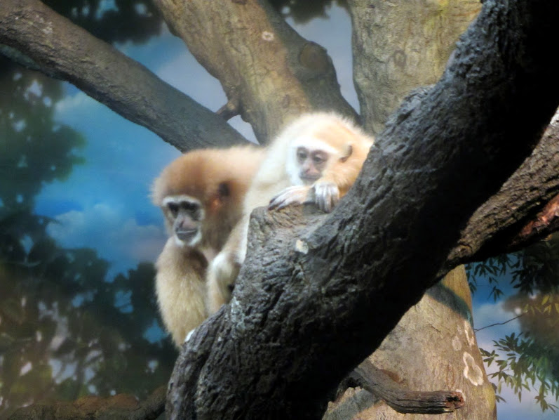 White-handed Gibbon and Young