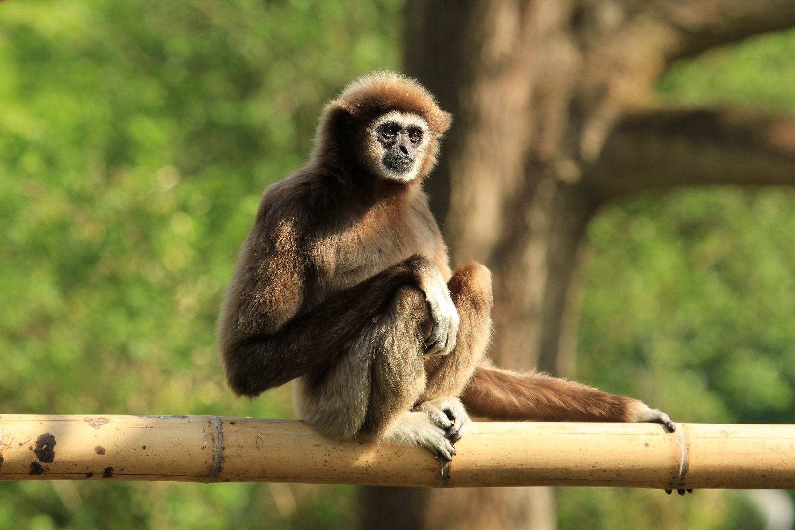 White-handed gibbon (April 2018)