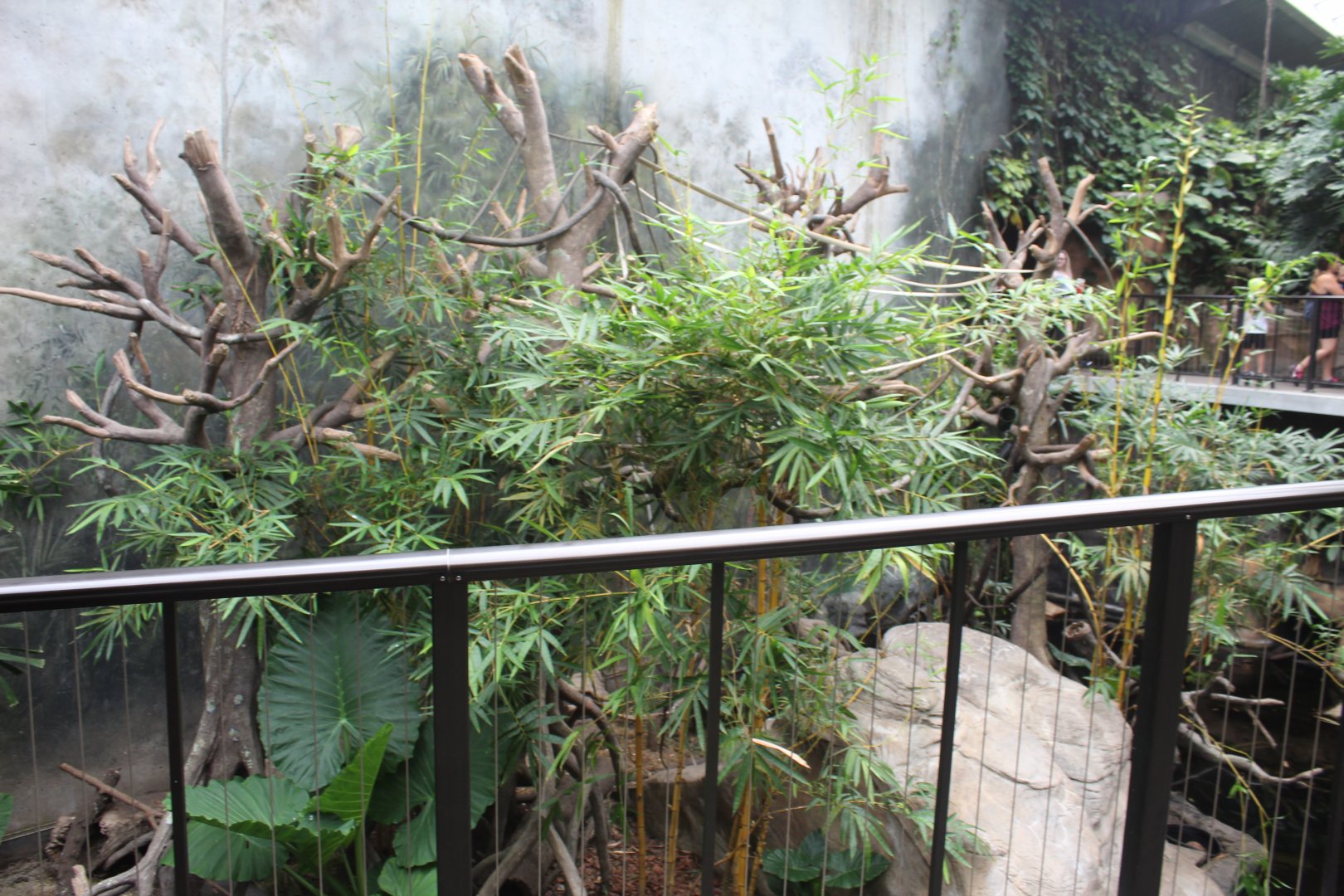 White-Handed Gibbon & Asian-Small Clawed Otter Exhibit - Lied Jungle