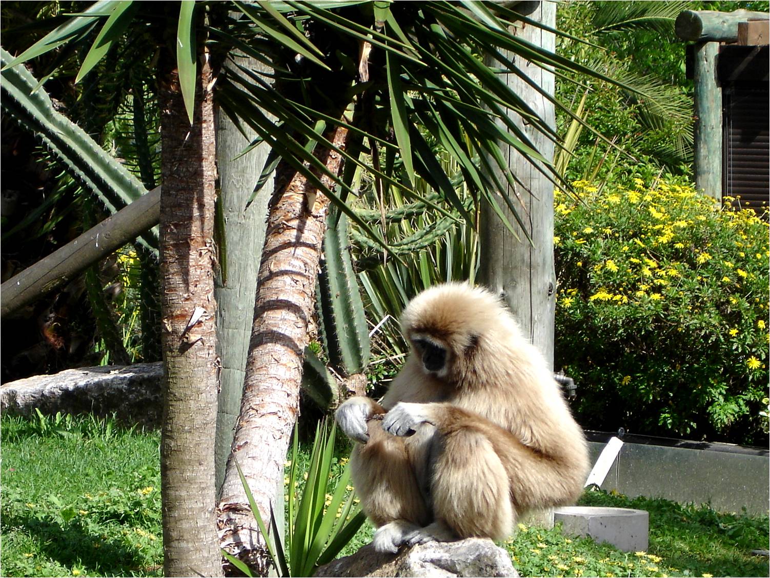 White-Handed Gibbon at Jardim Zoológico de Lisboa, 13/04/08