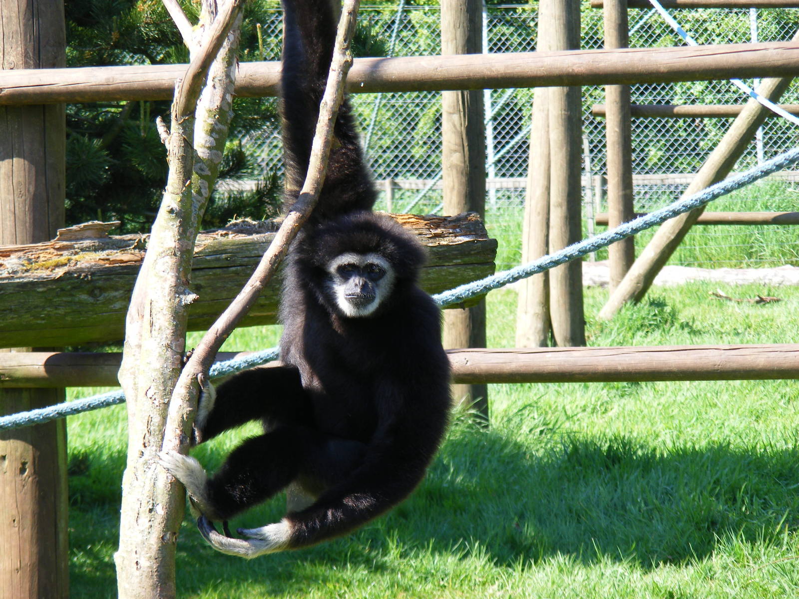 White-handed gibbon at South Lakes Wild Animal Park, 23 May 2010