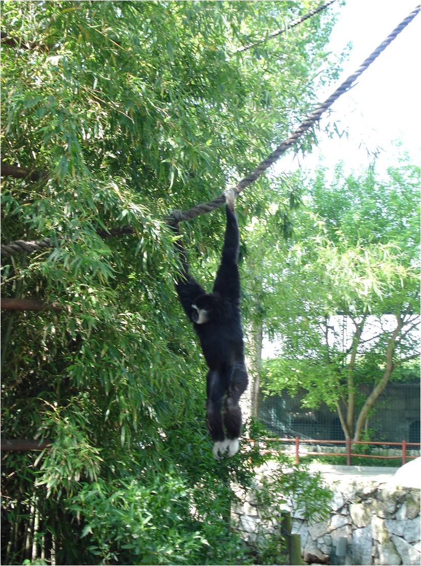 White-Handed Gibbon at Zoo da Maia, 27/04/08