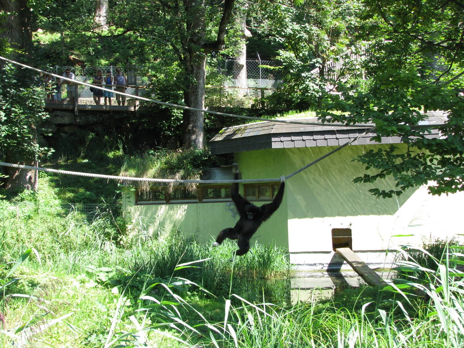 White-handed gibbon - August 2011