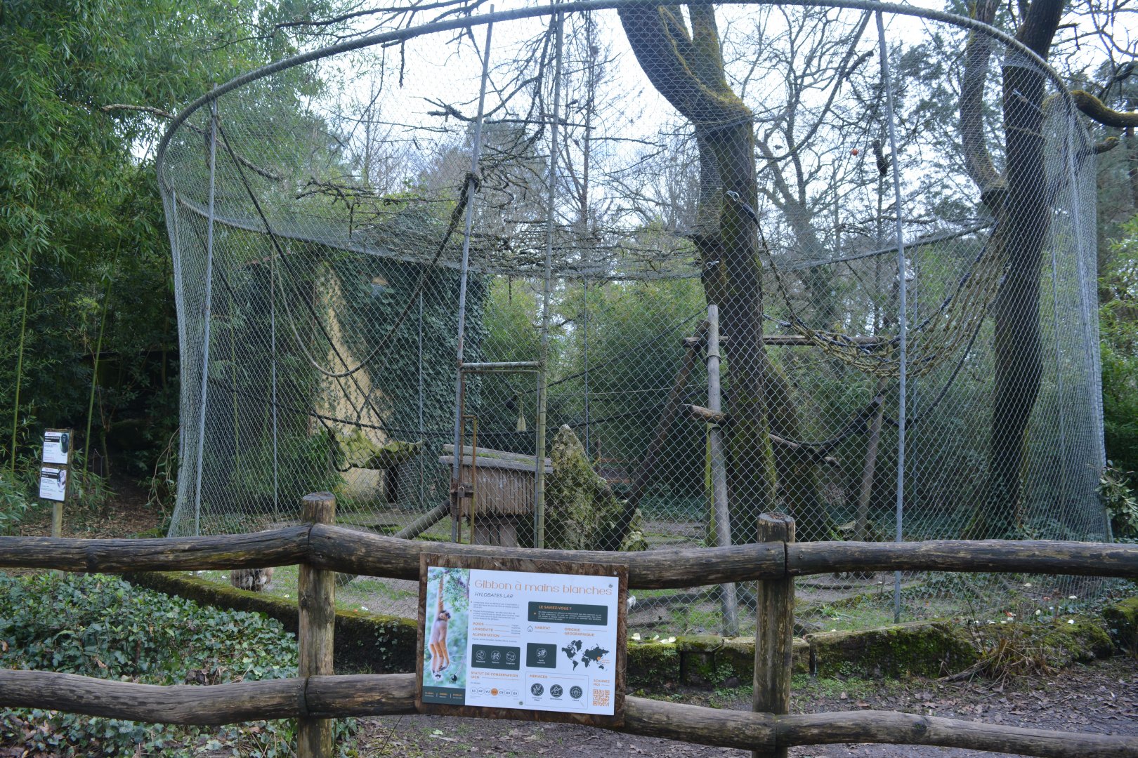White-handed Gibbon aviary