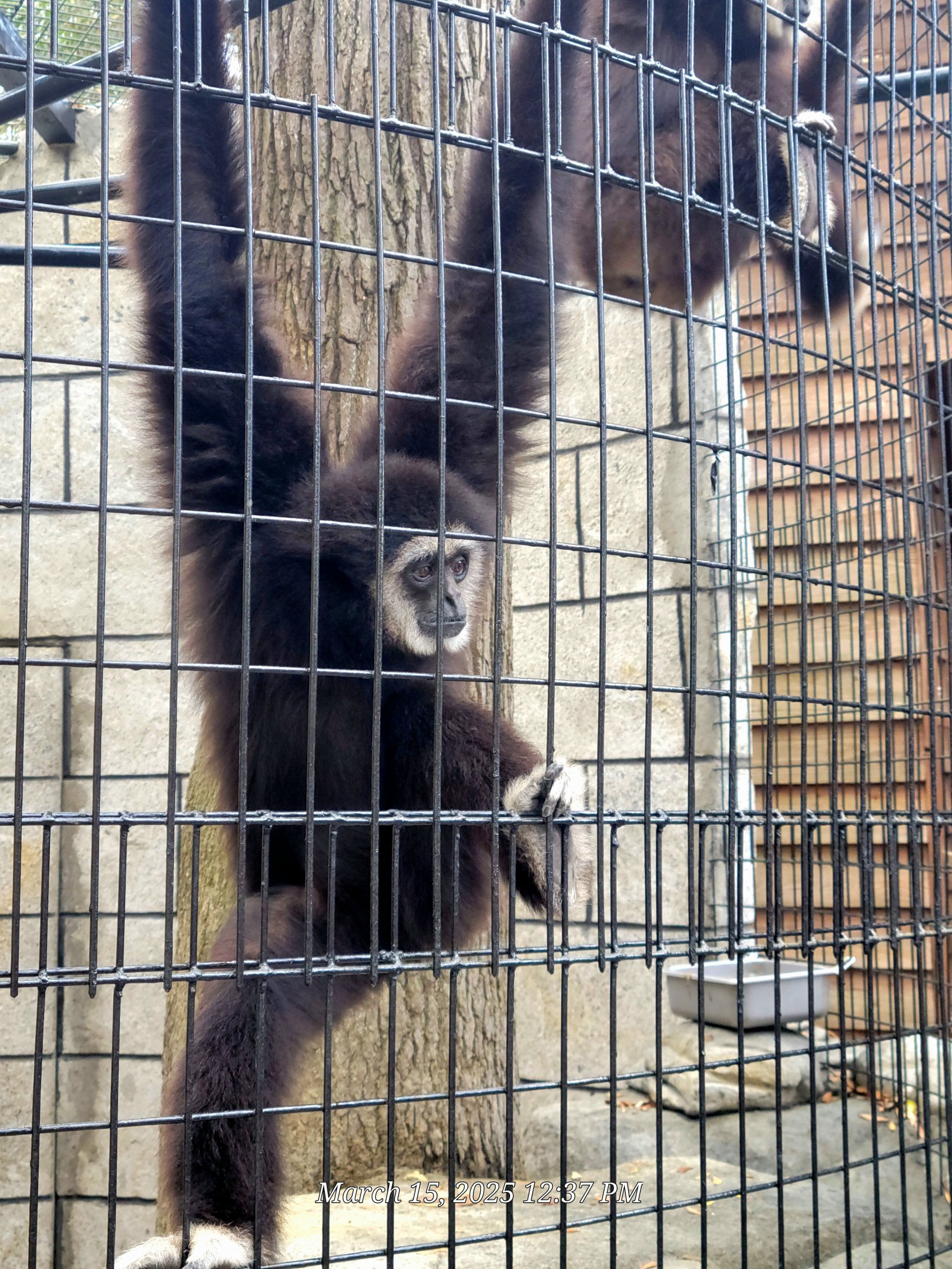 White-Handed Gibbon - Bee City Zoo - March 2025
